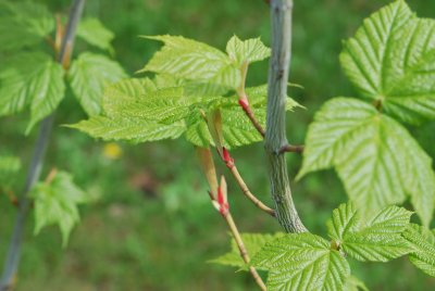 Acer pensylvanicum - javor pensylvánský - jarní listy